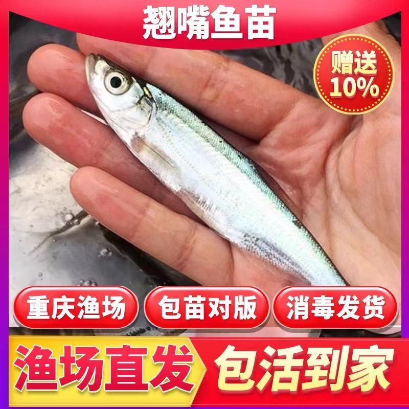 重庆精品翘嘴鱼苗