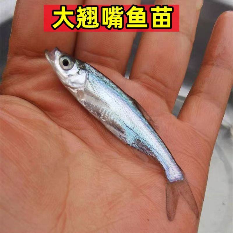 重庆精品翘嘴鱼苗