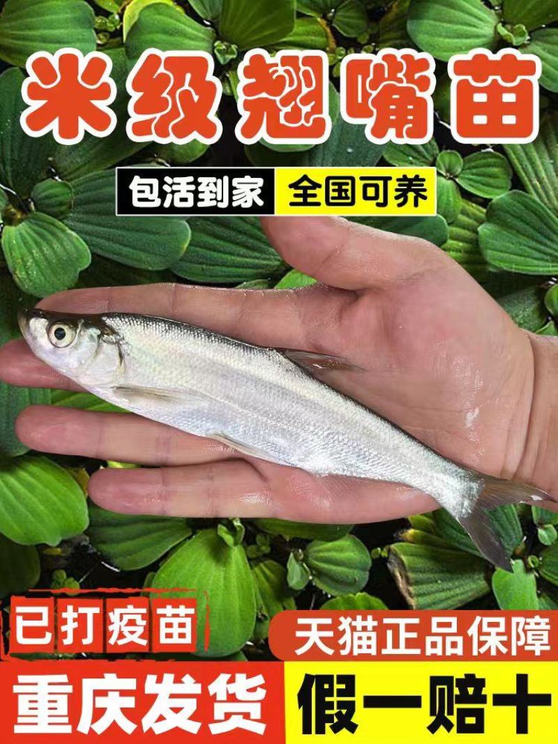 重庆精品翘嘴鱼苗