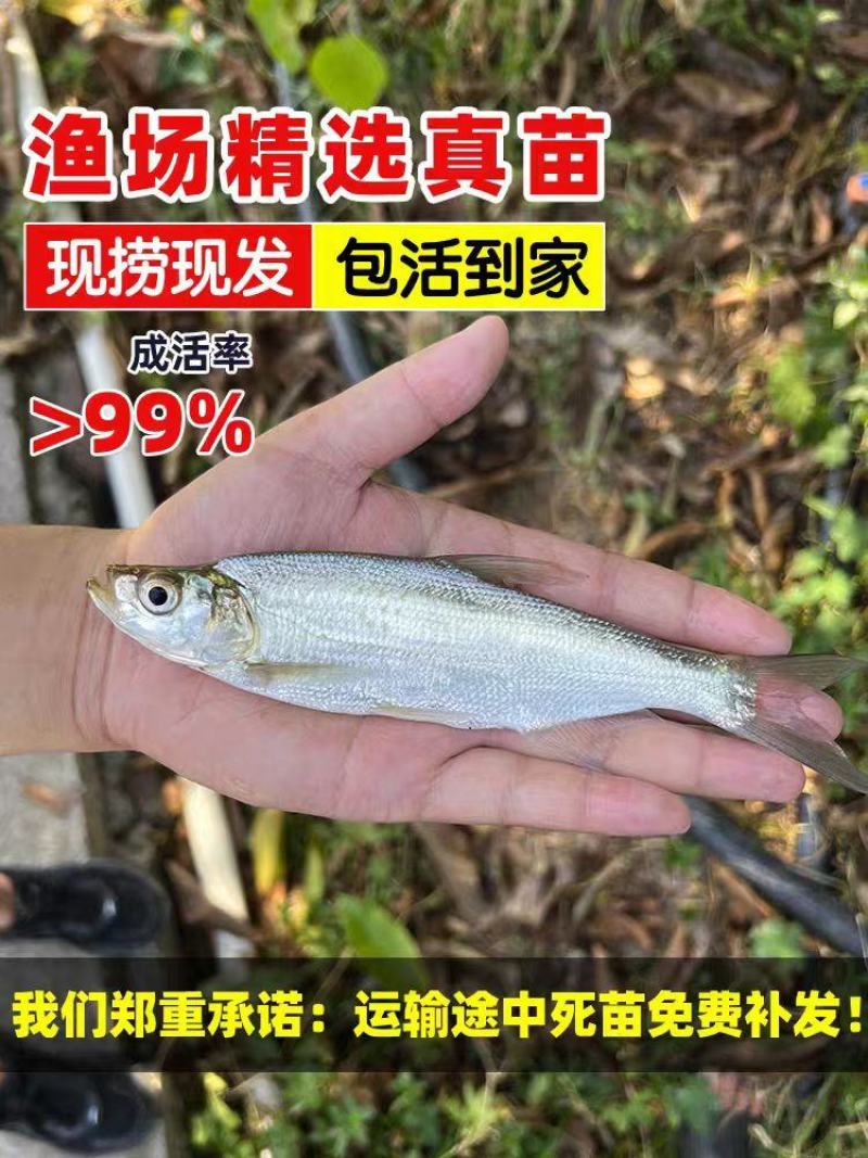 重庆精品翘嘴鱼苗