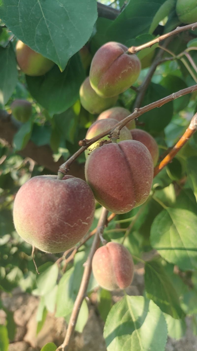 陕西红梅杏大量上市供应