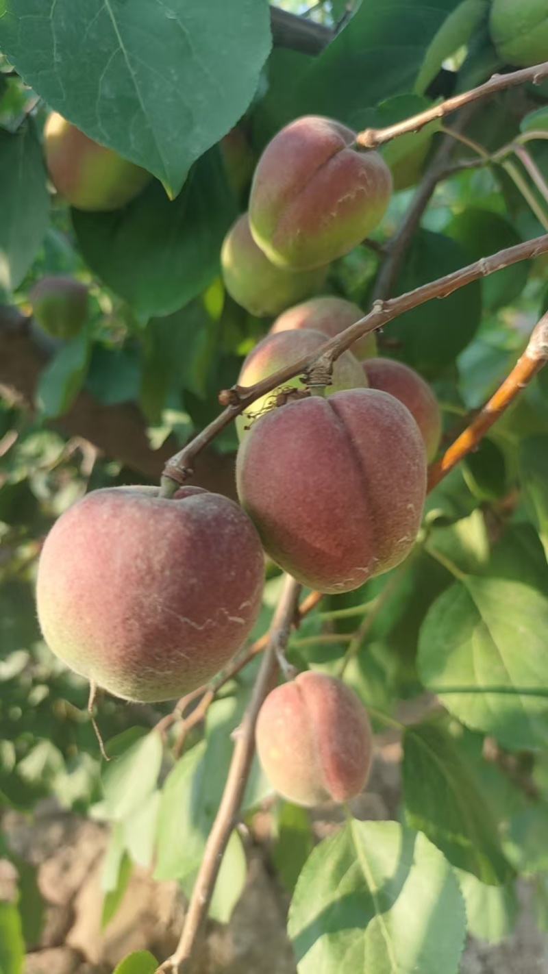 陕西红梅杏大量上市供应