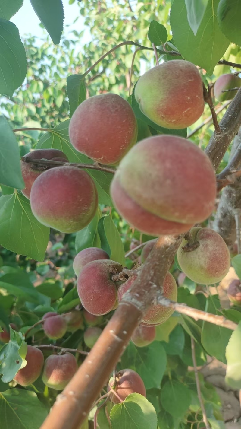 陕西红梅杏大量上市供应