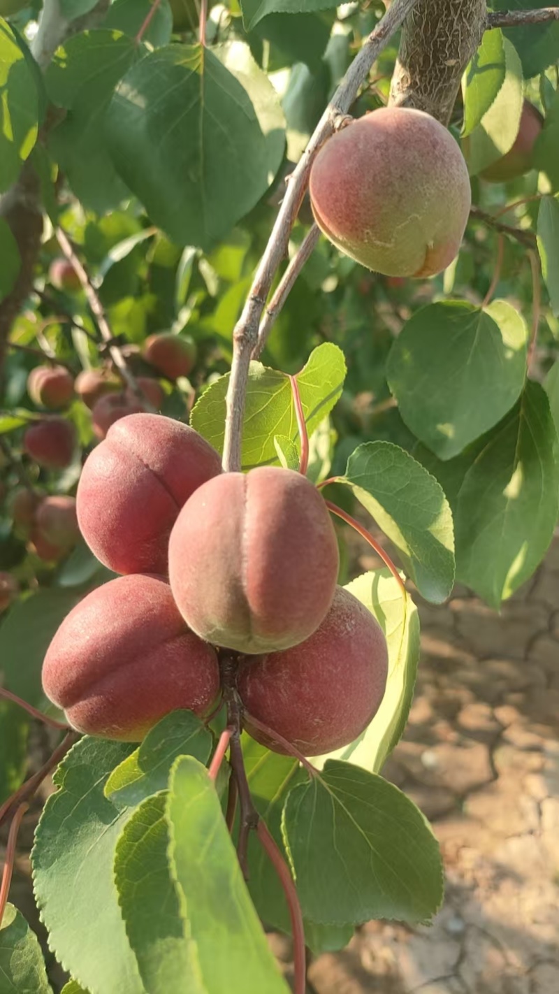 陕西红梅杏大量上市供应