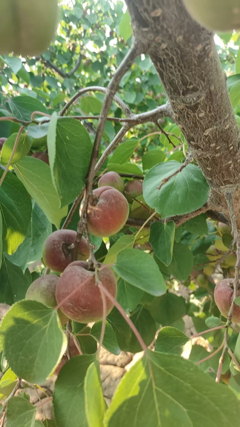 陕西红梅杏大量上市供应