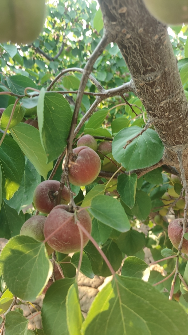 陕西红梅杏大量上市供应