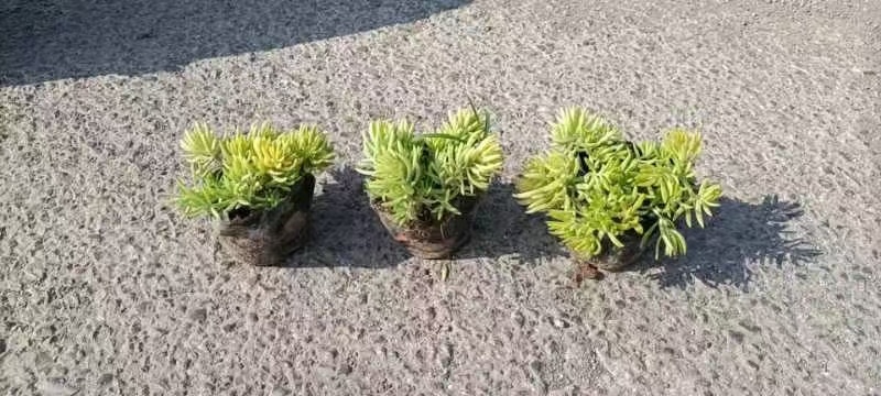 佛家草基地直销，有金叶佛家草，绿叶佛家草，规格全