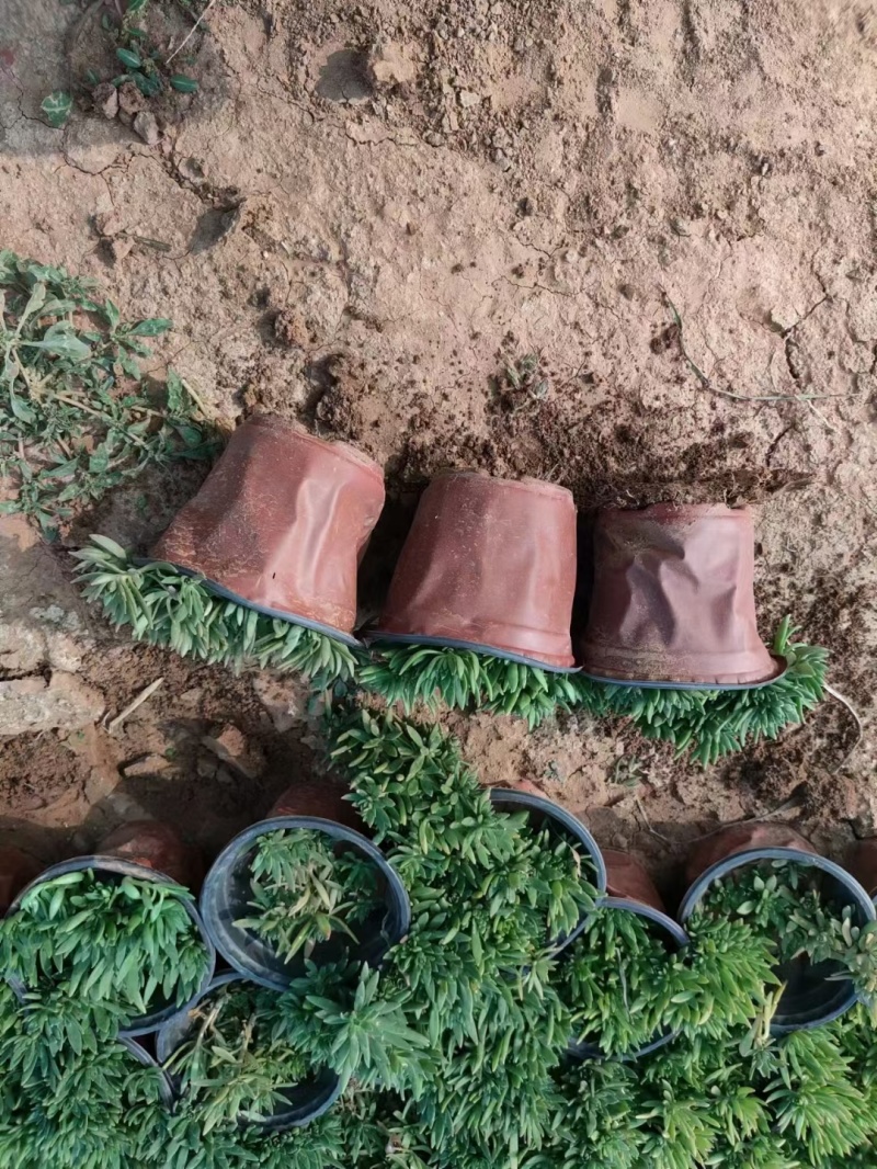 佛家草基地直销，有金叶佛家草，绿叶佛家草，规格全