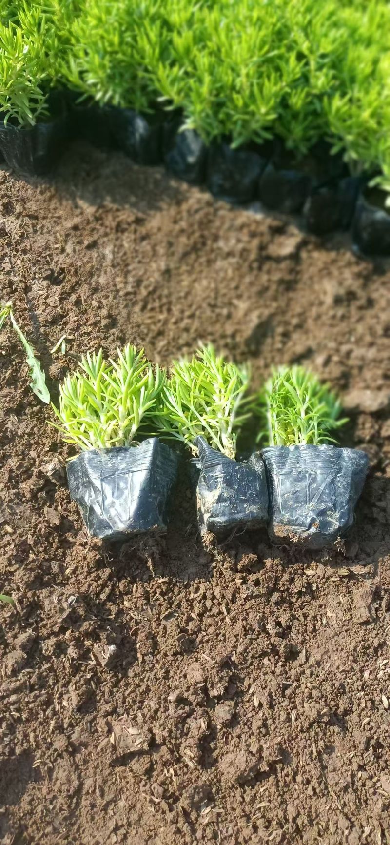 佛家草基地直销，有金叶佛家草，绿叶佛家草，规格全