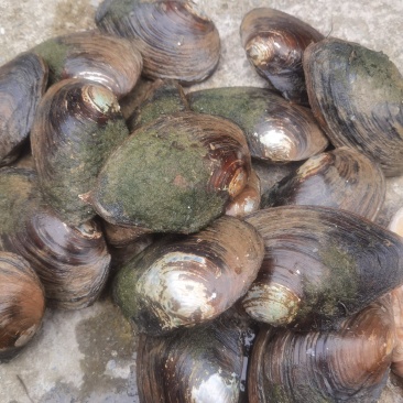 3至8两河蚌