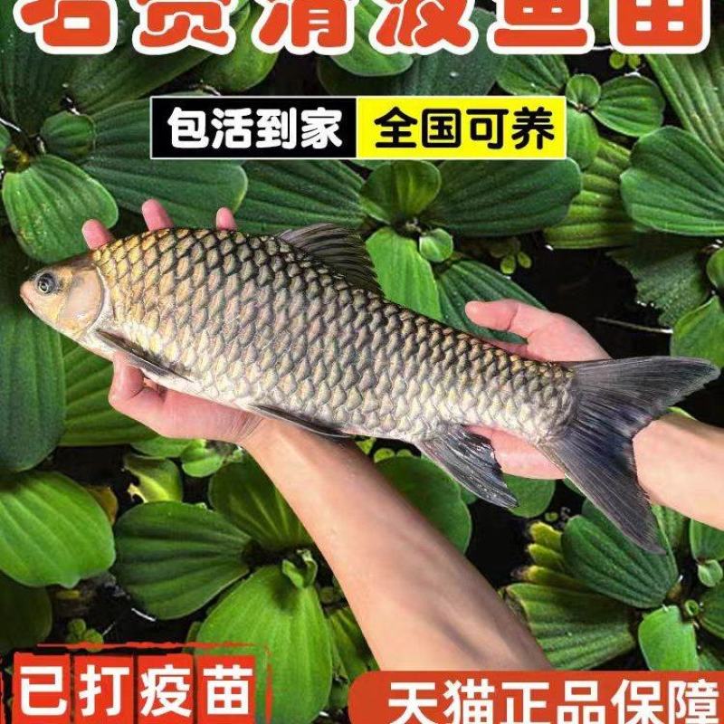 青波鱼苗对接全国养殖户包成活生长速度快疫苗已打