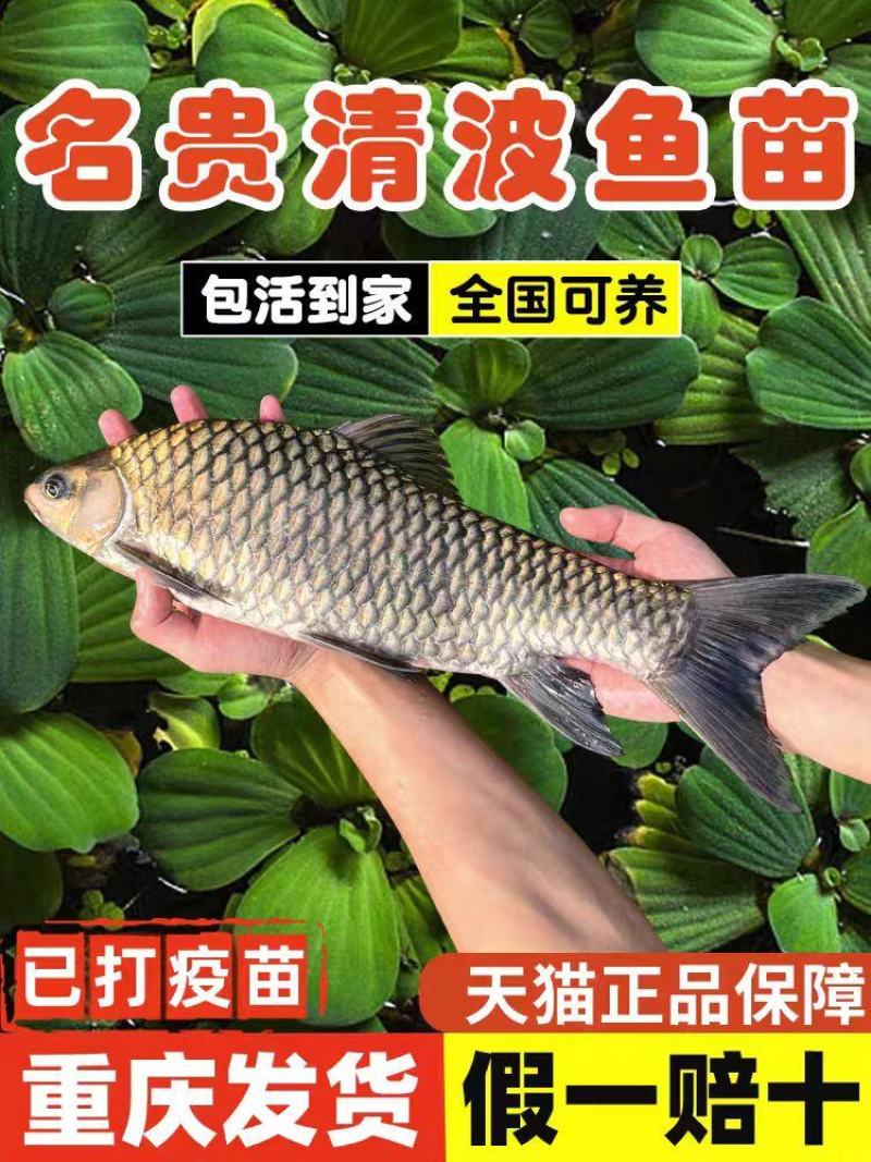 青波鱼苗对接全国养殖户包成活生长速度快疫苗已打