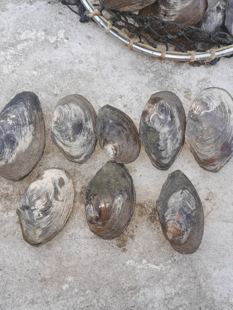 3至8两河蚌