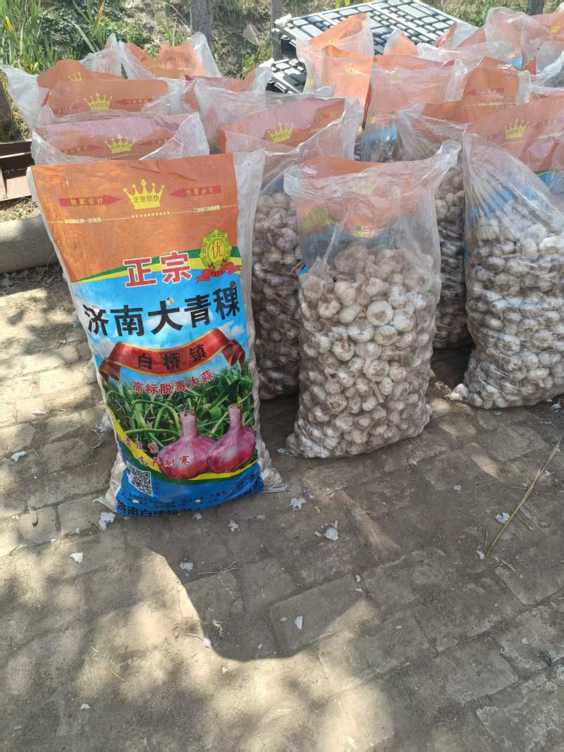 商河大青稞蒜种质量好产量高抗病毒原产地