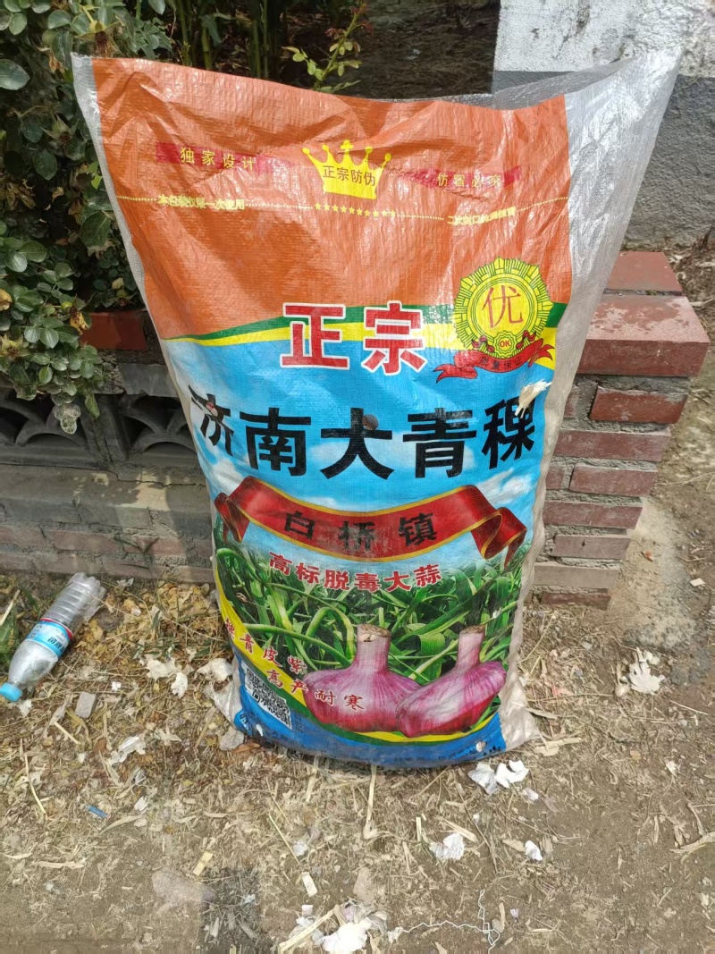 商河大青稞蒜种质量好产量高抗病毒原产地