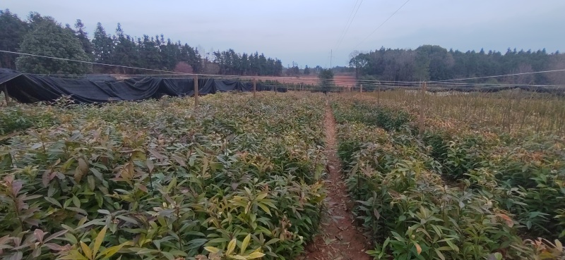 木荷杯苗木荷袋苗木荷小苗造林苗木