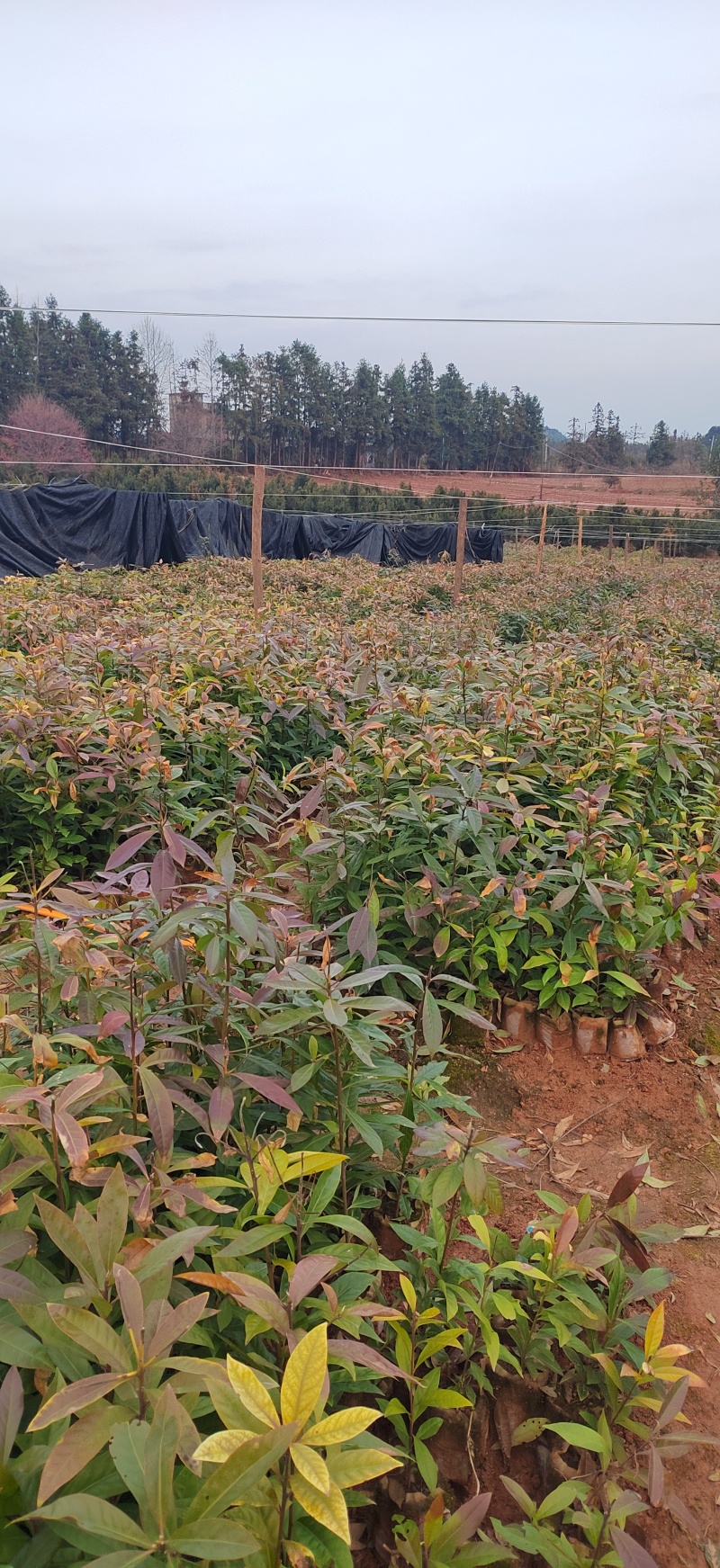 木荷杯苗木荷袋苗木荷小苗造林苗木