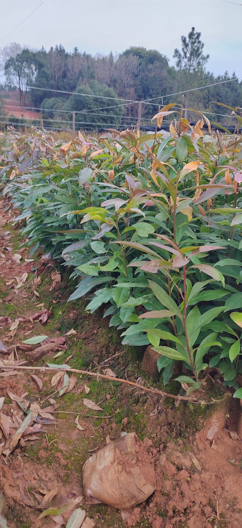 木荷杯苗木荷袋苗木荷小苗造林苗木