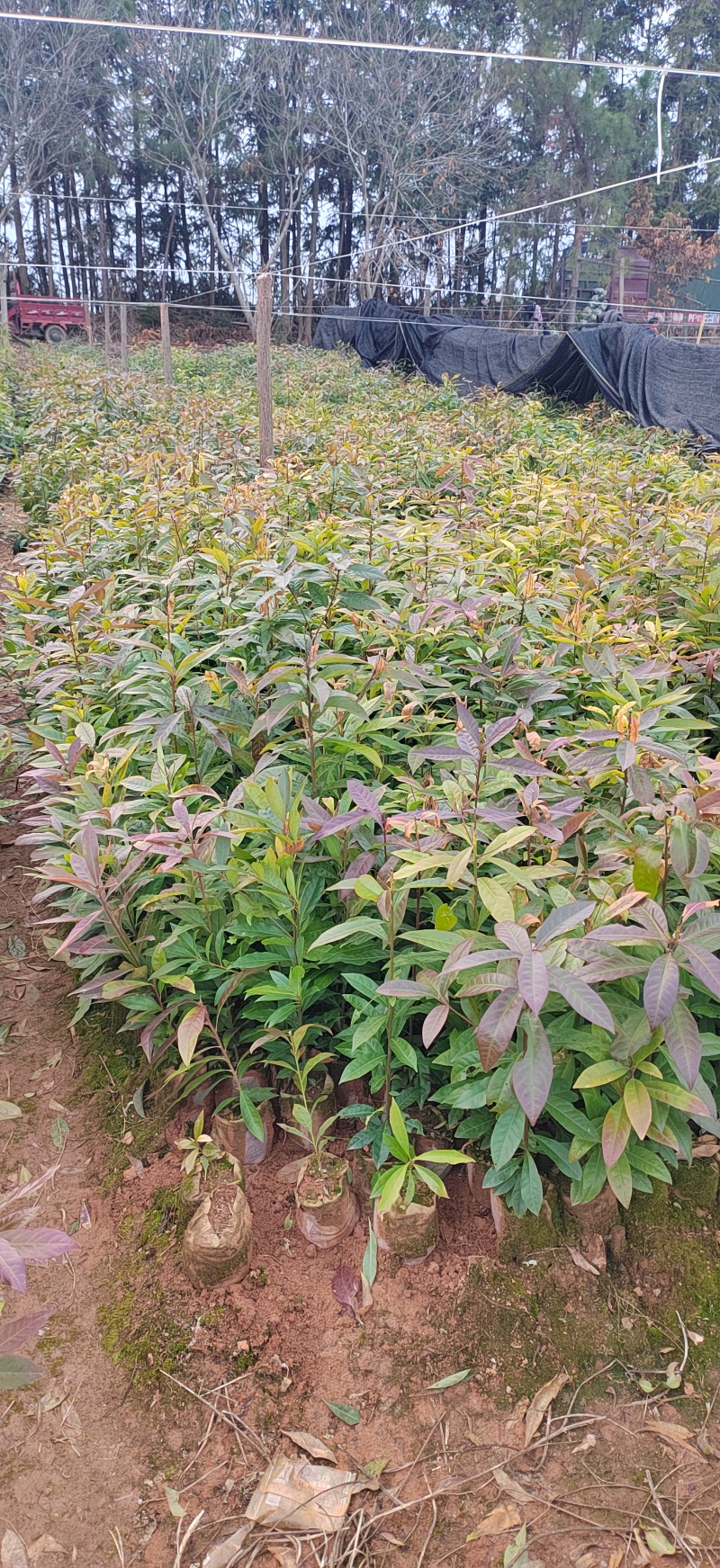 木荷杯苗木荷袋苗木荷小苗造林苗木