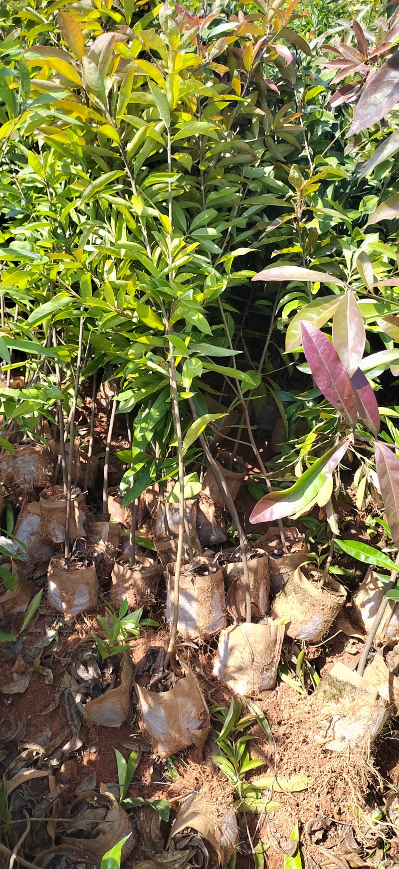 木荷杯苗木荷袋苗木荷小苗造林苗木