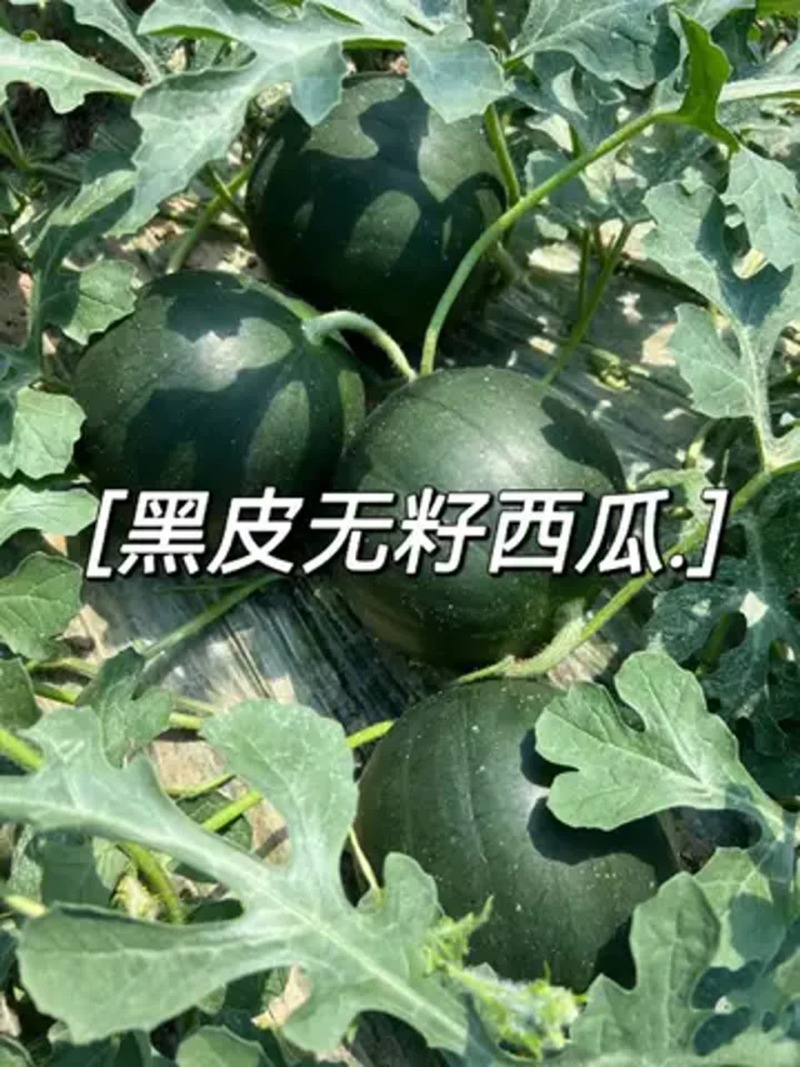 （黑皮西瓜）无籽西瓜/陕西慕田佳宝/产地货源/全国三包