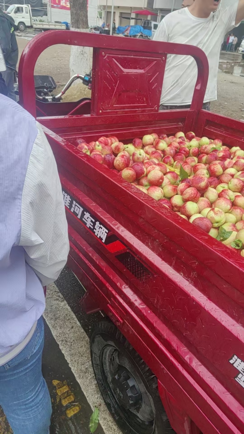 陕西油桃/中油16/中油18/中油19/中油20/红油桃