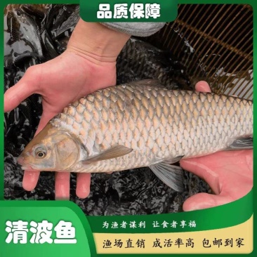精品青波鱼大量供货价格优惠鱼场直发欢迎来电洽谈