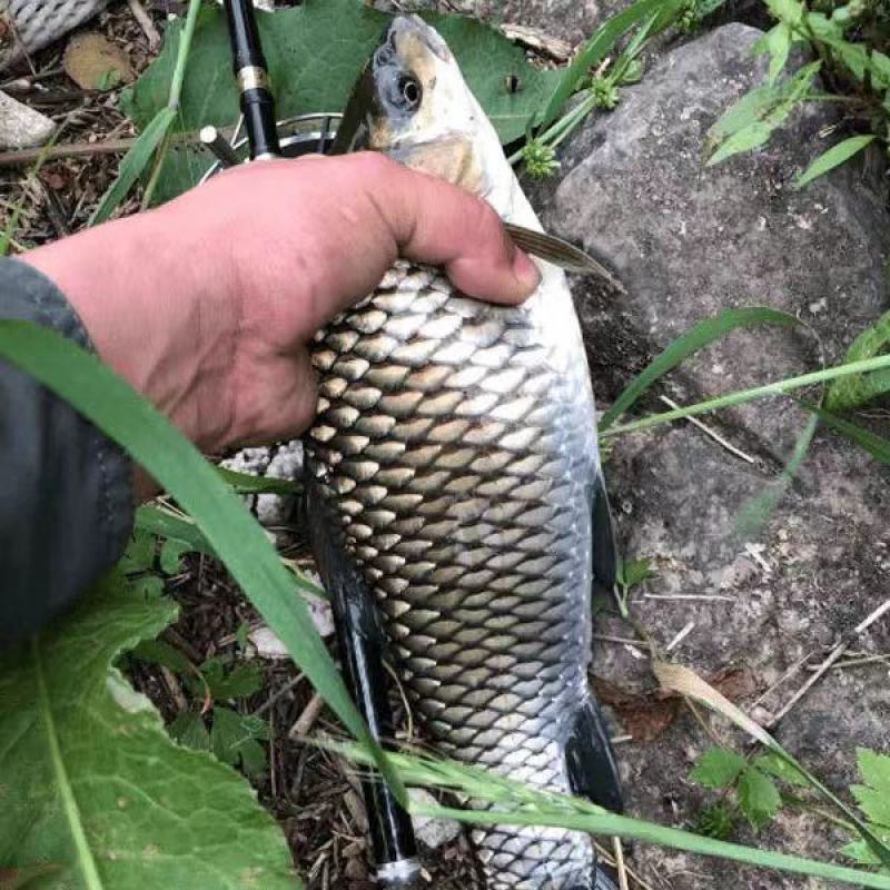 精品青波鱼大量供货价格优惠鱼场直发欢迎来电洽谈