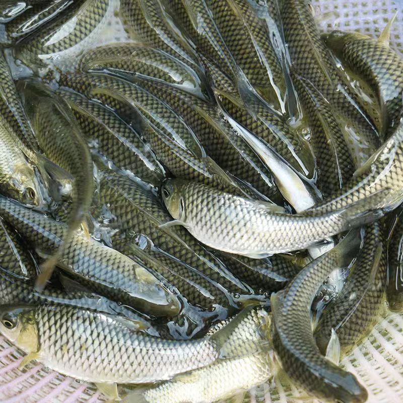 精品青波鱼大量供货价格优惠鱼场直发欢迎来电洽谈