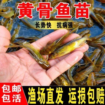 黄辣丁鱼苗大量供应包成活生长速度快欢迎来电洽谈