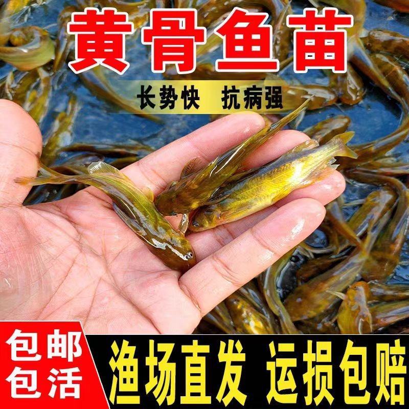 黄辣丁鱼苗大量供应包成活生长速度快欢迎来电洽谈