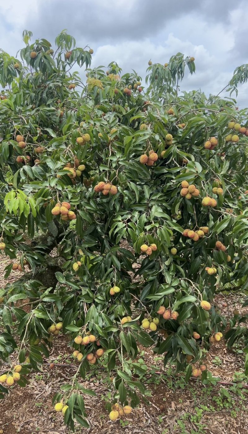 海南无核荔枝站在荔枝界顶端的存在支持一件代发市场渠道图购