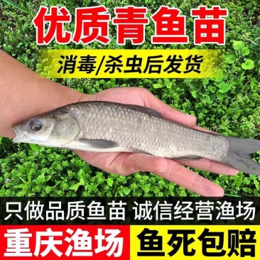 精品青鱼苗消毒发货包成活率欢迎来电对接全国养殖户