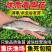 精品青鱼苗消毒发货包成活率欢迎来电对接全国养殖户