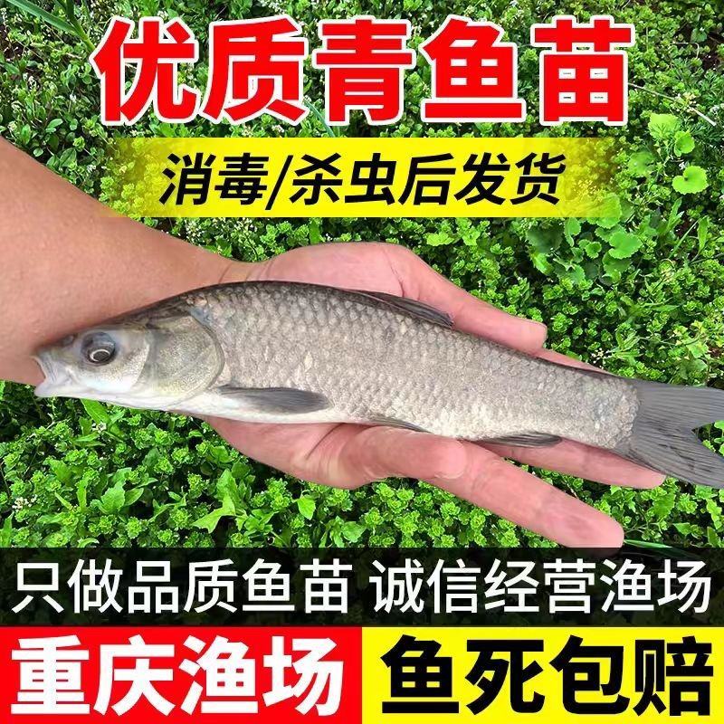 精品青鱼苗消毒发货包成活率欢迎来电对接全国养殖户