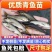 精品青鱼苗消毒发货包成活率欢迎来电对接全国养殖户