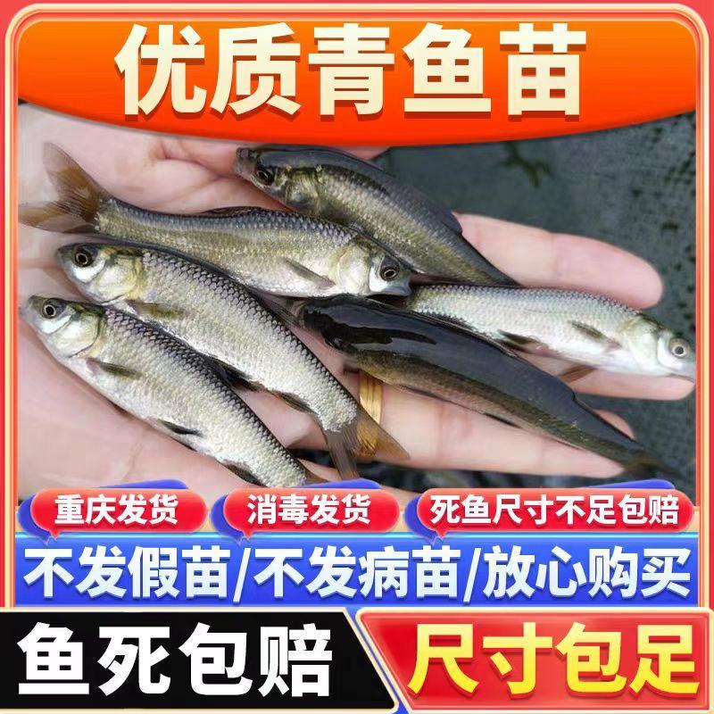 精品青鱼苗消毒发货包成活率欢迎来电对接全国养殖户