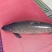 重庆精品青鱼大量供应对接全国市场商超品质保证来电