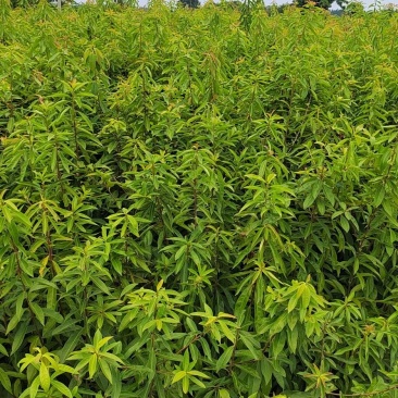青冈栎杯苗赤皮青冈栎袋苗小叶青冈杯苗