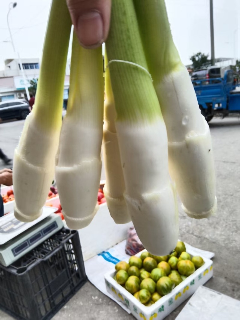 茭白笋全国发货价格不高量大议价欢迎电话联系