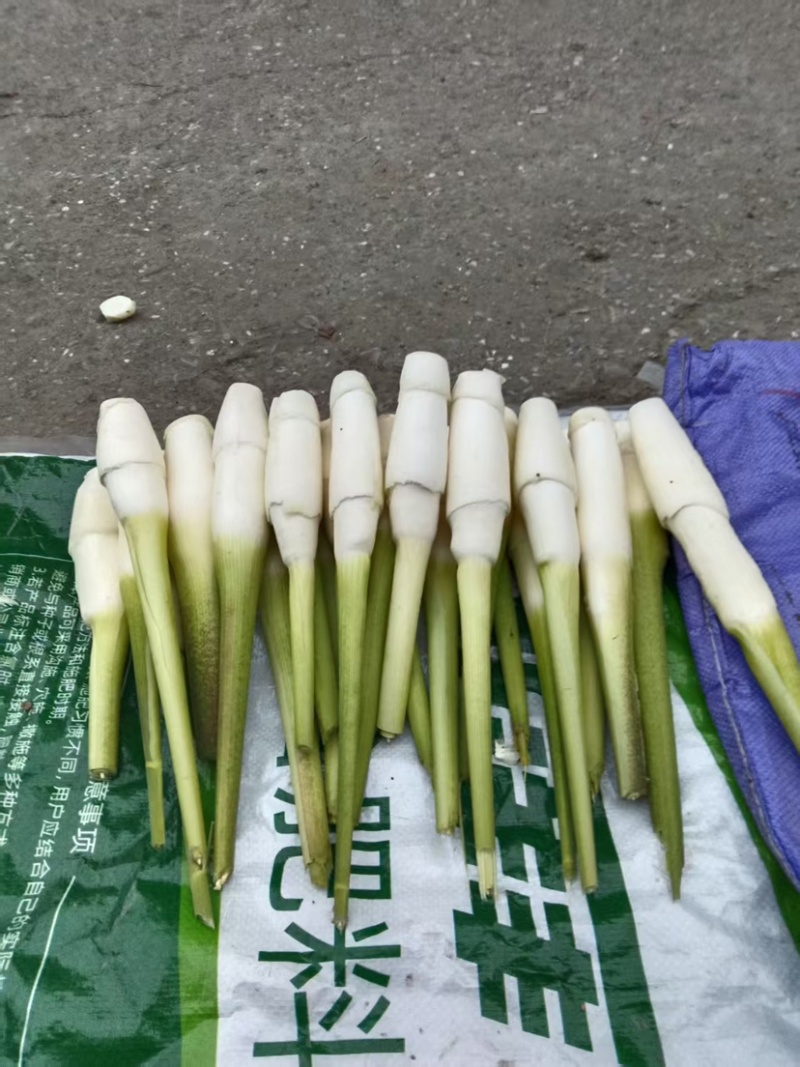 茭白笋全国发货价格不高量大议价欢迎电话联系