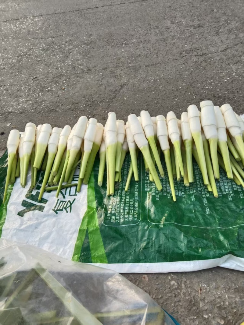 茭白笋全国发货价格不高量大议价欢迎电话联系