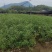 青冈栎杯苗赤皮青冈栎袋苗小叶青冈杯苗