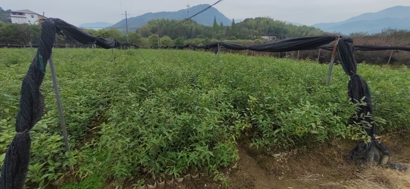 青冈栎杯苗赤皮青冈栎袋苗小叶青冈杯苗