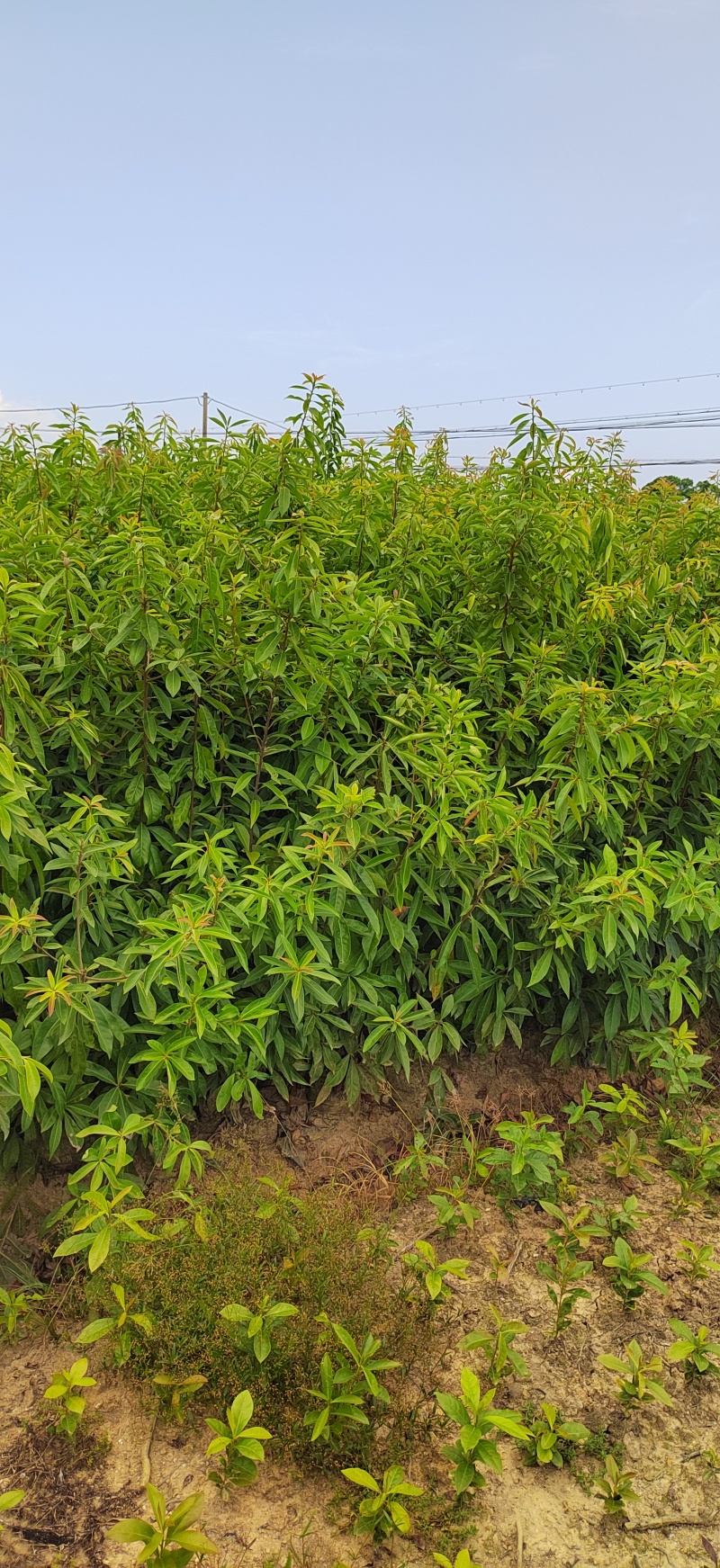 青冈栎杯苗赤皮青冈栎袋苗小叶青冈杯苗