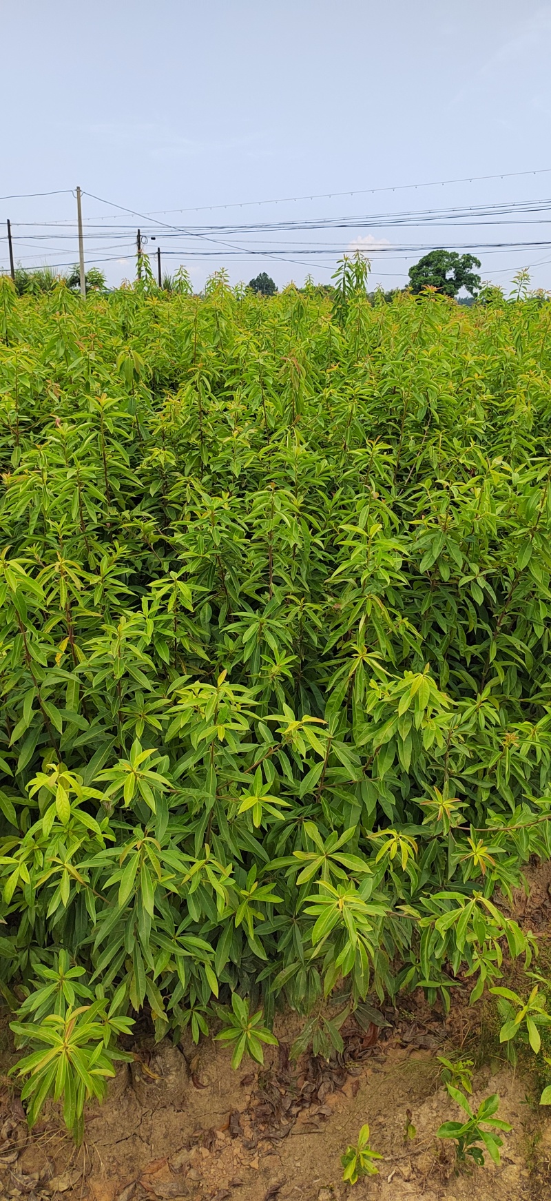青冈栎杯苗赤皮青冈栎袋苗小叶青冈杯苗
