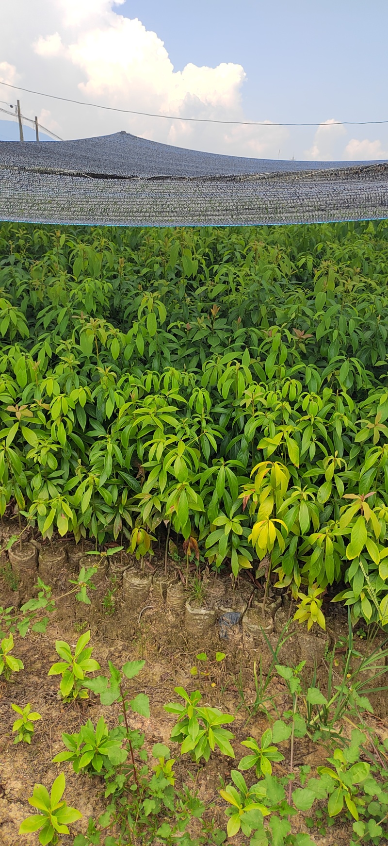 青冈栎杯苗赤皮青冈栎袋苗小叶青冈杯苗