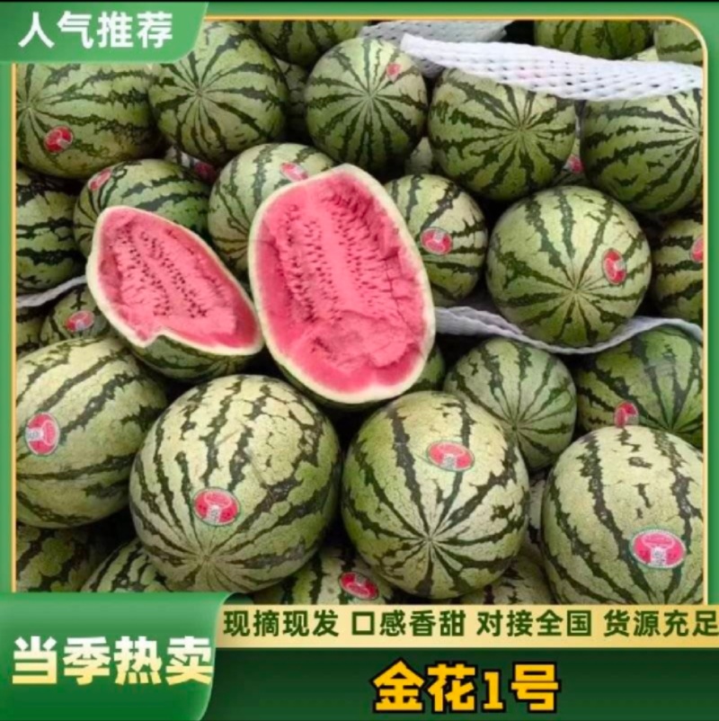《金花6号》宁夏石头西瓜/产地货源/质量三包