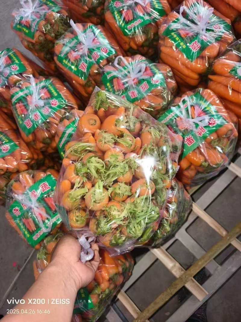 新苗胡萝卜/大红三红胡萝卜/水洗/半苗/土货/全苗