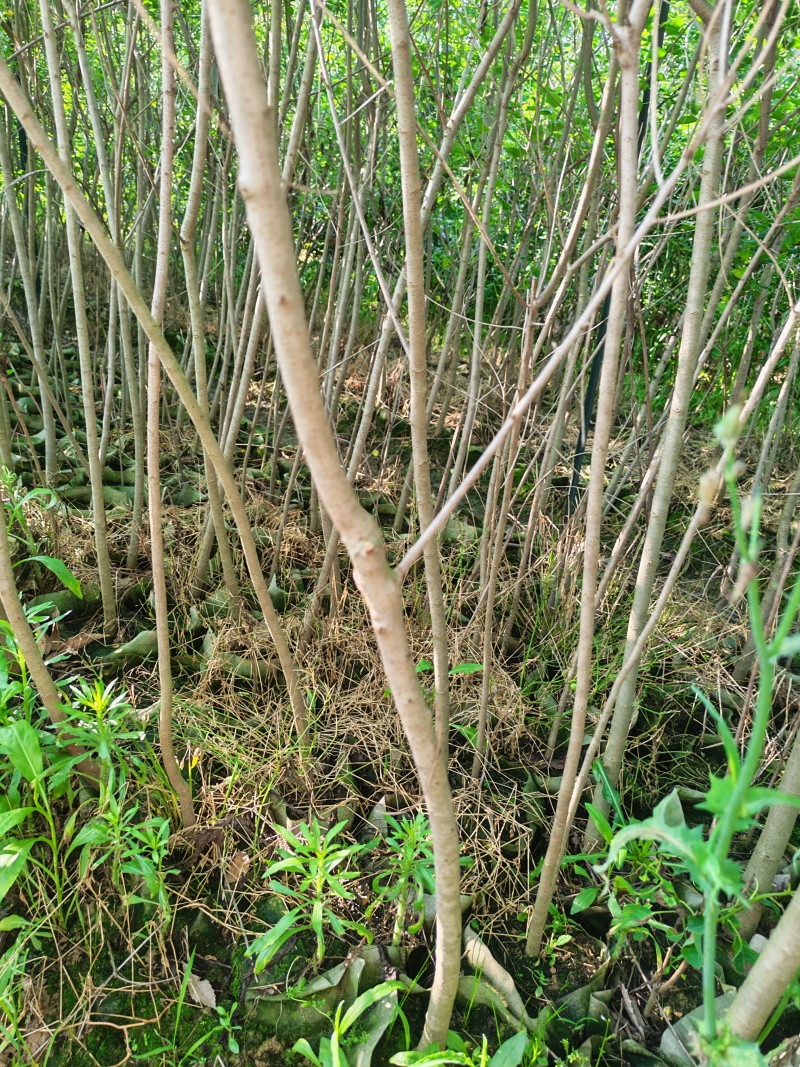 乌桕杯苗地径0.6-2公分乌桕袋苗山乌桕芽苗